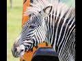 Meet The Matriarch Of The Zebra Herd At Woburn Safari Park