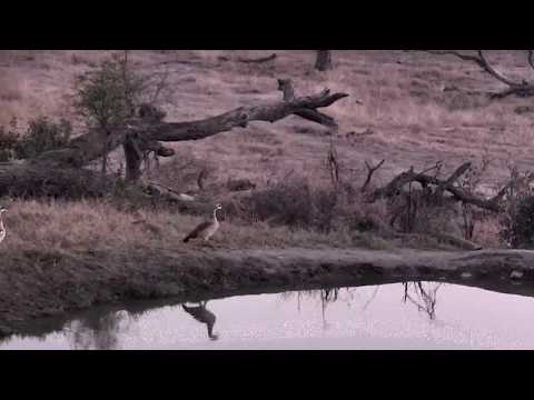 Djuma: Egyptian Goose pair - 05:44 - 09/13/18