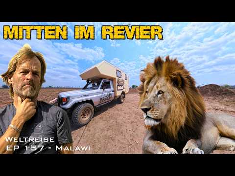 Unexpectedly close! 😱 Surrounded by lions, hippos, and elephants. World tour - Malawi - Liwonde |...