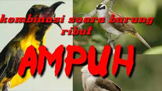 Download lagu Suara pikat untuk semua jenis burung|| Suara burung ribut mp3 Download lagu Suara pikat untuk semua jenis burung|| Suara burung ribut mp3