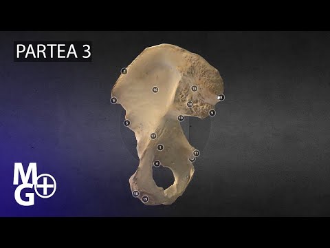 Osul coxal  (Prezentare 3D Anatomie)