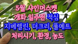 5월 #샤인머스켓 개화전 #적심(순지르기), #지베렐린 처리