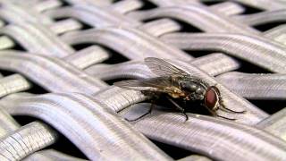 preview picture of video 'Xacti VPC CA-100 test Macro fly'