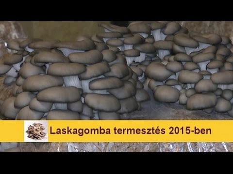 laskagomba paraziták)