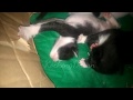 Three Cute Tiny Tuxedo Cats With Pink Nose