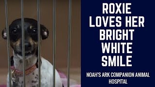 Roxie Loves Her Bright White Smile!
