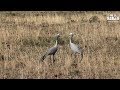 The Blue Crane: National Bird Of South Africa