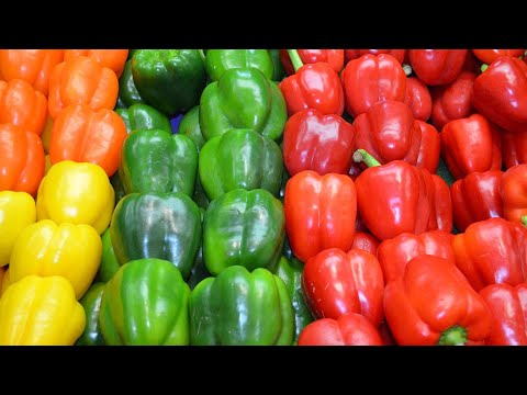 #SOBANUKIRWA MUHINZI UBUHINZI BWA POIVRON, UBURYO WAHINGA UKANEZA NEZA POIVRON ( Bell Pepper)