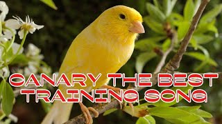 Download lagu Canary master sound mix|long melodic singing mp3