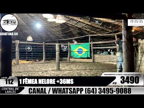Leilão de gado em Goiatuba Goiás,  08/08/2026 - Mata Preta  Leilões - 14:30 Hs