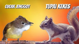 Download lagu KOMBINASI DUA SUARA BURUNG DI SUKAI SULTAN DAN RAJA mp3