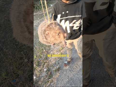 They were going to eat him! So we set him free!