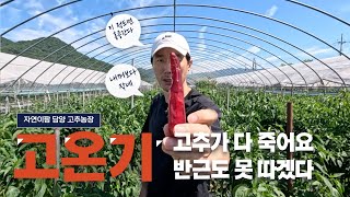 이 방법으로 고추가 폭우를 이겨냈습니다 (99%가 모르는 비법)