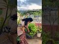 మల్లే పువ్వులు బాగా పుయ్యాలంటే ఇలా చెయ్యండి  #gardening #tips #tipsandtricks