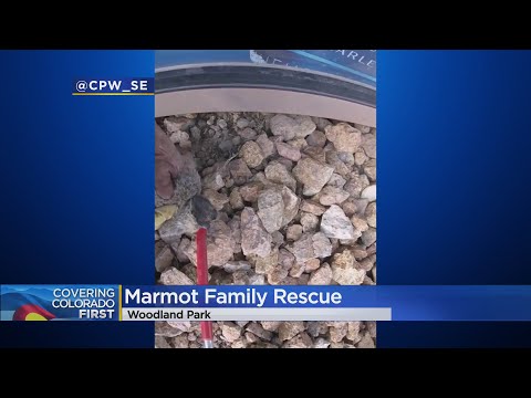 A Marmot Mom & Her Babies Are Back At Pikes Peak After Being Rescued!