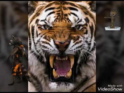 Groźne tygrysy !!!
