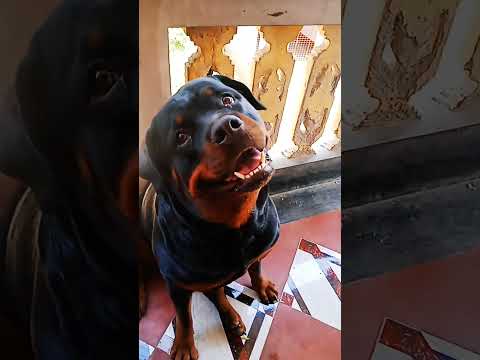 #rottweiler #dog #like #subscribe #trending #viral #youtube #shorts