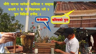 Mouri gharma lageko kamila ra sangla niyantran kasari garne?#dailyvlog #bee #Abhiyan TV Surendra Rai