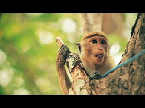 Pílulas 🗂️ Preservar é Lei | Lei dos Crimes Ambientais