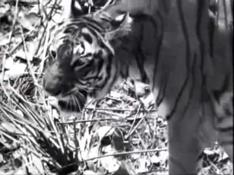 James Kok - Jungle Jazz (Swing from Berlin, 1935)