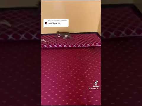 አይጥ አና ድመት❤️#ethiopia #ethiopian #seifuonebs#ethiopiannews #eregnaye #habesha #habeshatiktok #shorts