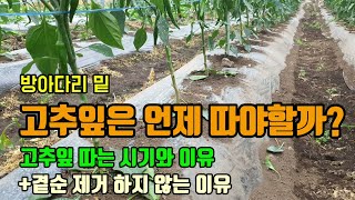 고추농사 고추방아다리 아래 곁순제거와 고추잎을 따는 시기와 이유, 고추곁순 무조건 제거해야할까? 곁순을 이용…