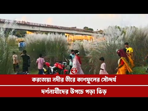 করতোয়া নদীর তীরে কাশফুলের সৌন্দর্য