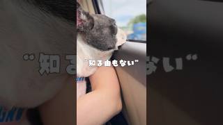 フレブルには知る由もない