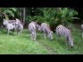 Zebra Habitat Kilimanjaro Safari Watering Hole Disney Animal Kingdom