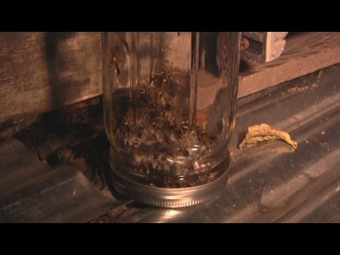 download lagu mp3 mp4 A Jar Of Wasps, download lagu A Jar Of Wasps gratis, unduh video klip A Jar Of Wasps