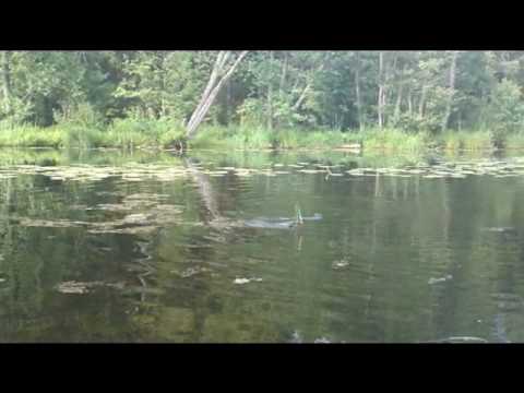 Tinca Tinca 1kg Tench cought in a small River