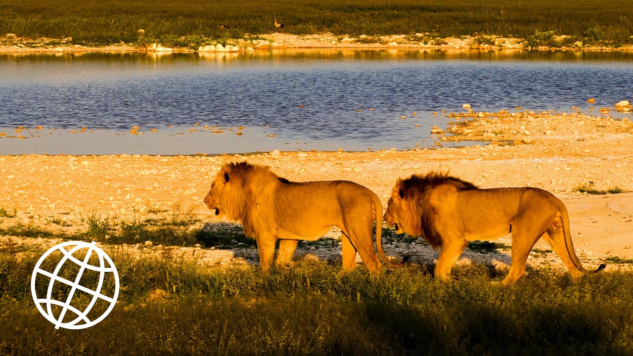 Etosha National Park, Namibia in 4K Ultra HD