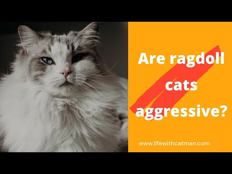 Are ragdoll cats aggressive?