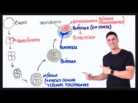 Summary Segmentation or Cleavage - Embryology