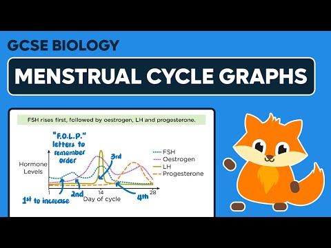 Hormone Levels During the Menstrual Cycle - GCSE Biology