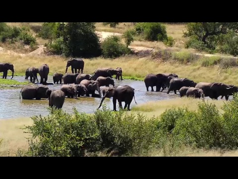 Djuma Private Game Reserve Live Stream