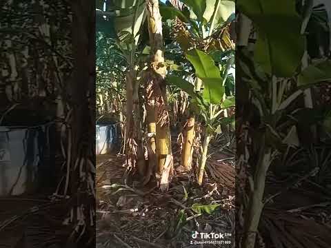 Fabrício Vieira Santos assentamento aginaldo Pereira pratis montanha espírito santo