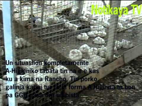 Hopi for di ordu e kos aki ta