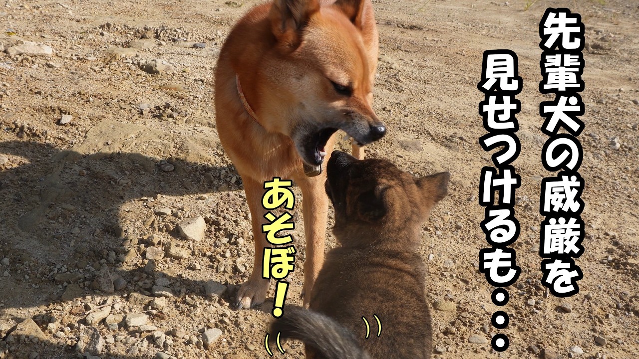 ガルガル先輩が本当は怖くない事を純粋な眼で悟ってしまった子犬が無敵すぎる～お名前決定～