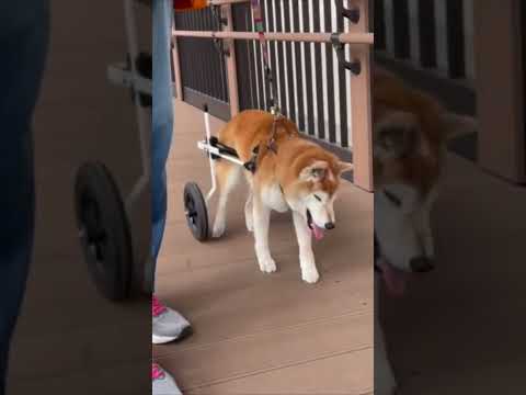 犬用車椅子に試乗中の柴犬の小豆ちゃん