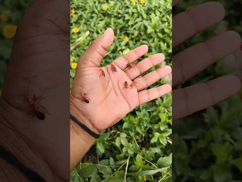 It is the Smaller shiny jewel beetle Yp-2 #beautifulinsects #nature #anyuniqueanimals #insects
