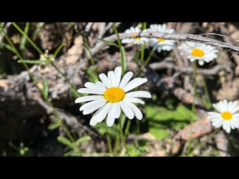 Emeld fel a szemedet az égre (Cover)