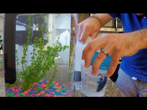 How to Clean Algae in a Fish Tank | ThePlusSideOfThings