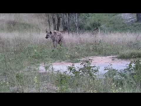 Djuma: Hyena - 17:39 - 03/28/2022