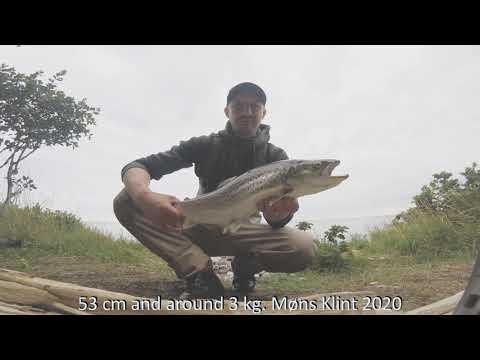 Summer sea trout on Møns Klint, Denmark