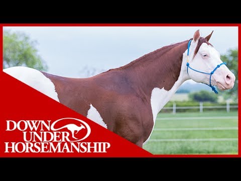 Clinton Anderson Presents: Titan a Legend in the Making, Lesson 13, Part 1 - Downunder Horsemanship