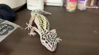レオパに近づいてもらう動画🦎