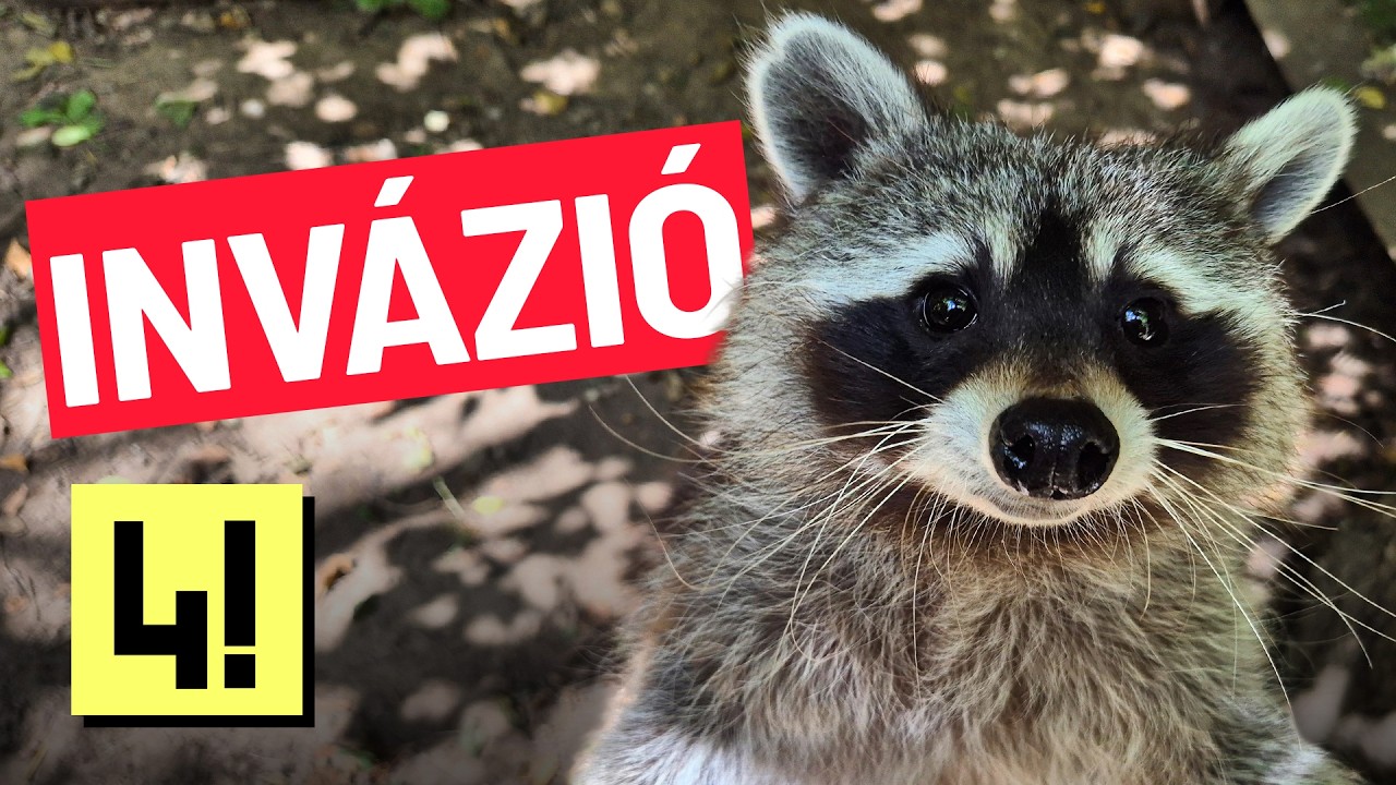 Nem leszünk MOSÓMEDVEgyarmat