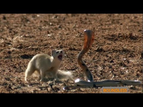 Mongoose Vs Cobra | Deadly Fight