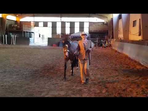 IQPA merlin dd gunners sms novice